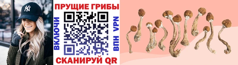 Купить  Зубцов  Галлюциногенные грибы Magic Shrooms 