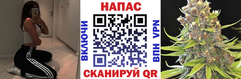 Купить где  Зубцов  Канабис семена 